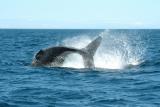 Whale Watching in the Bay of Fundy