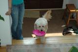 Enough soccer.  I want to play frisbee!