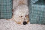Kona finds the strangest places to sleep.