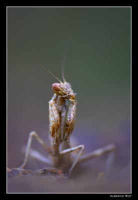 v3/97/208697/3/50755460.mantis4.jpg