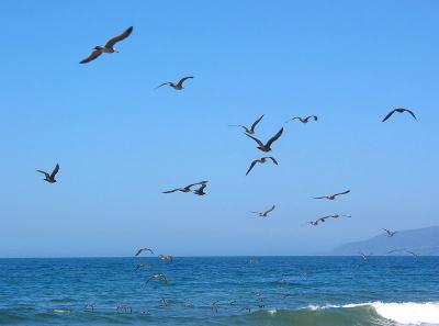 A Flock Aflight