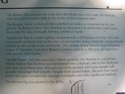 Banyan Fig Tree Info