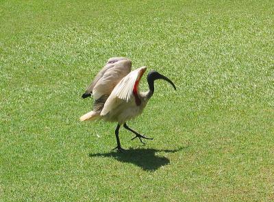 Preening Ibis