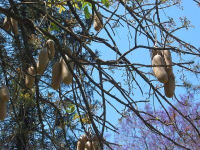 Sausage Tree