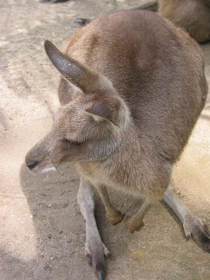 Kanga