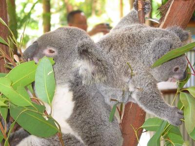 Koalas