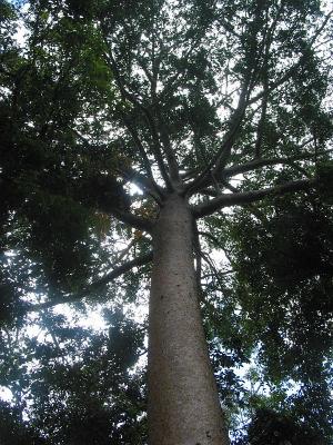 Towering Rainforest Pine