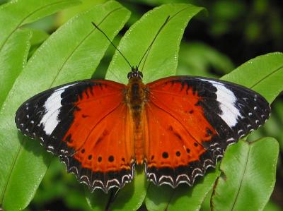 Wings Spread