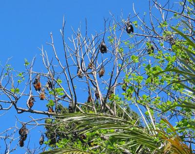 Flying Foxes 2