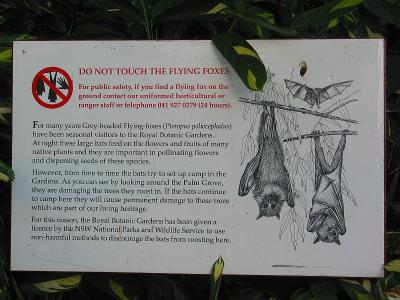 Flying Foxes Info