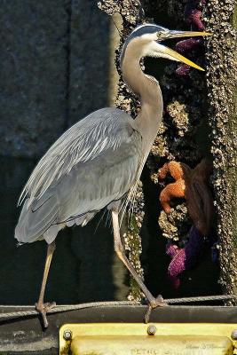 Heron Starfish