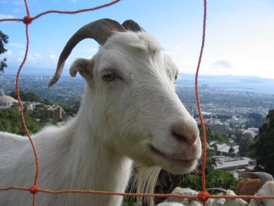 My favorite goat.  m_042103-9