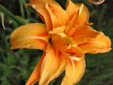 Double day lily  (identifed by Dorian)