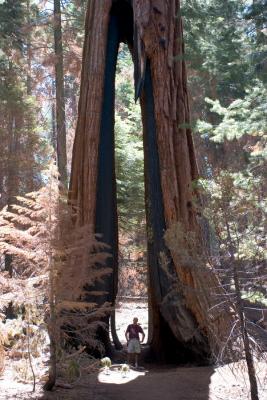 Sequoia ! IMG_7171