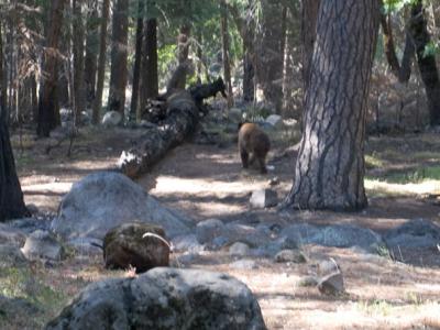 Bear IMG_7531