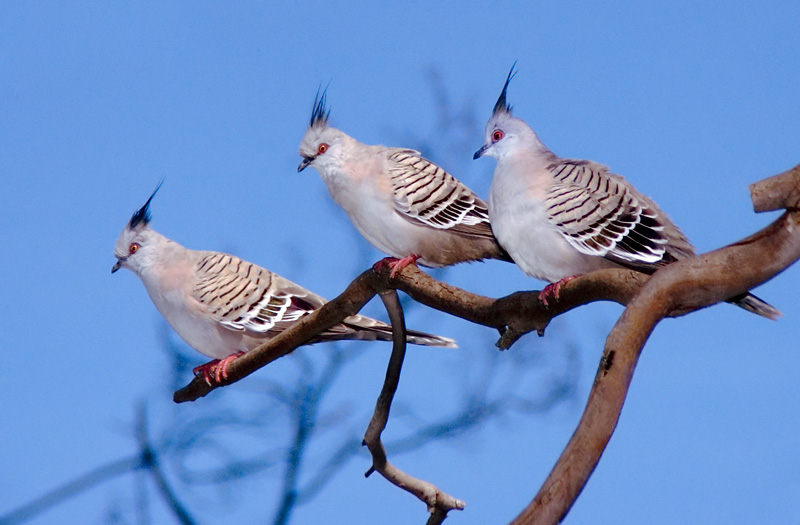 Birds Of A Feather - JDU