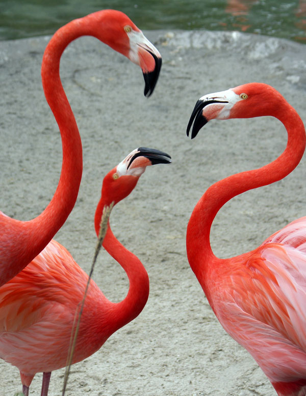 Flamingo Family by JeffryZ