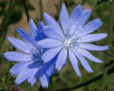 +Chicory Flowers by S. Walker