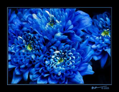 Bunch of Blue by Marc Baumser