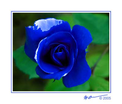 Romantic Blue By Marc Baumser