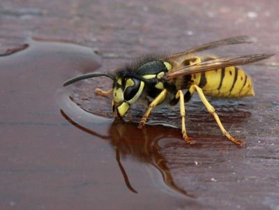 MC60: Close Ups - Wasp Reflection by Mike Parsons