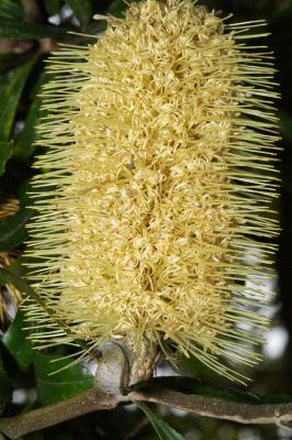 Bottlebrush flower by brettania