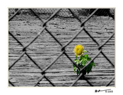 The Sad Sunflower by Marc Baumser