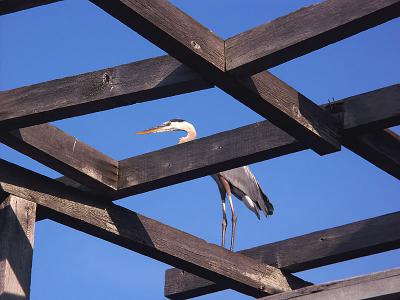 The Lookout. - by Ransom