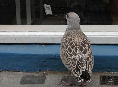 Window Shopping - Fred