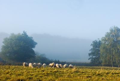 Misty Sheep by Peter Thorup