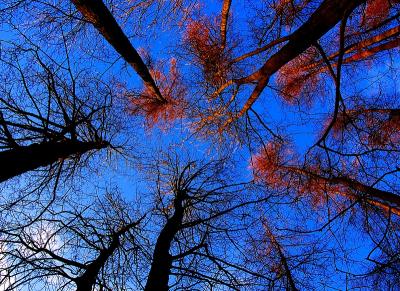 Trees Upwards by Mike Parsons