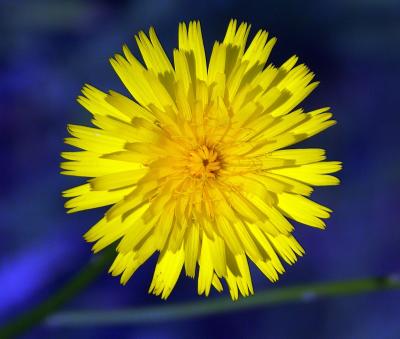 Dandelion in Blue by Chris Gregory