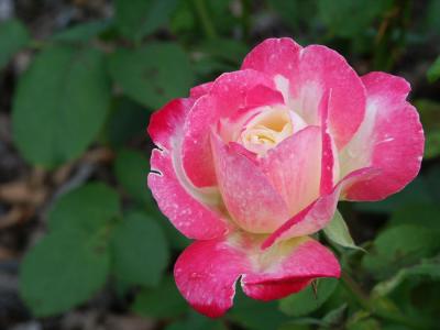 Rose from the Rose Garden by Stilts