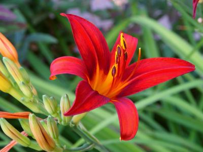 Day Lilly by Stilts