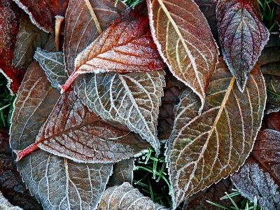 Frosted Leaves by Mike Parsons