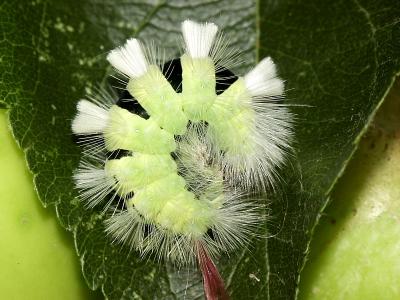 Apple Tree Caterpillar by Mike Parsons