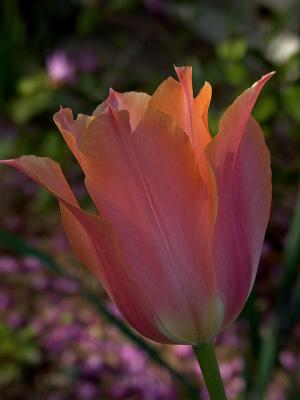Tulip light by Richard B