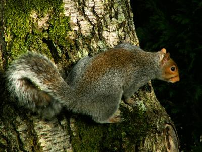v3/97/332397/3/51153375.autumnvisitor.jpg