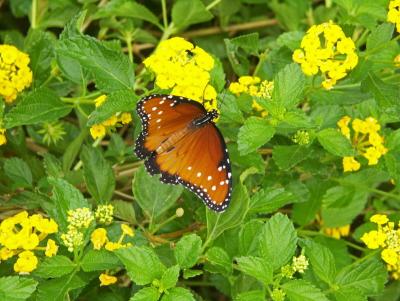 Hovering-by-Rick-Vogenthaler