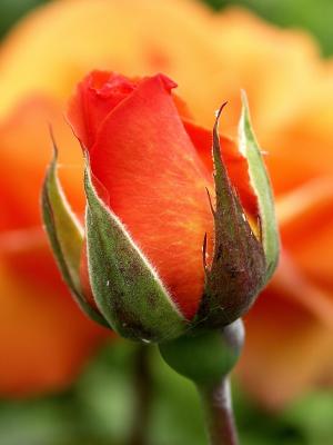 Orange Rose by Chris Gregory