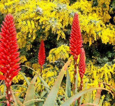 Red hot pokers by ron lacroix