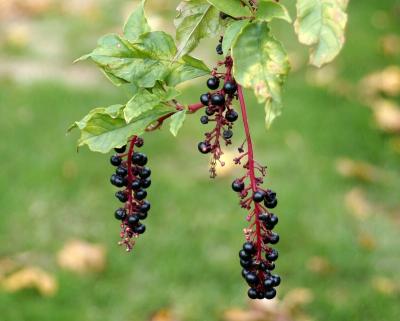 Autumn berries by KateRK