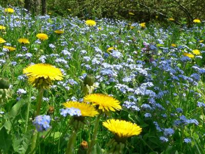 Yellow and blue by Rudi