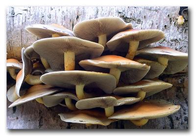 Not mushroom in here...by Peter Kelly
