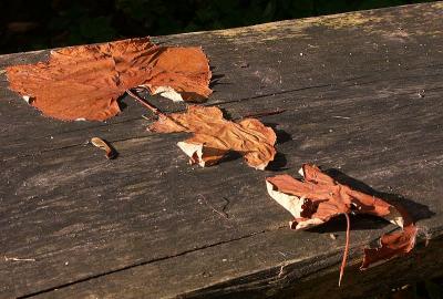 Leaves on the bench by Rudi