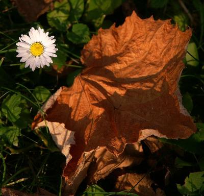 Daisy &leaf by Rudi