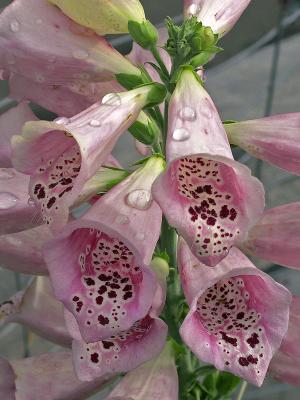 Early Morning - Foxgloves by Bugzie