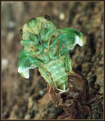 Birth of a Cicada by FredS