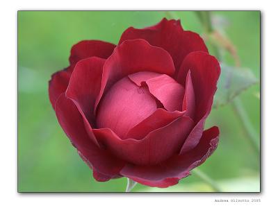 v3/97/332397/3/51488661.PICT7782.jpg
