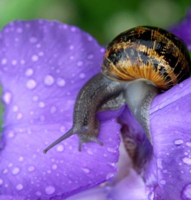 v3/97/332397/3/51570190.snail.jpg